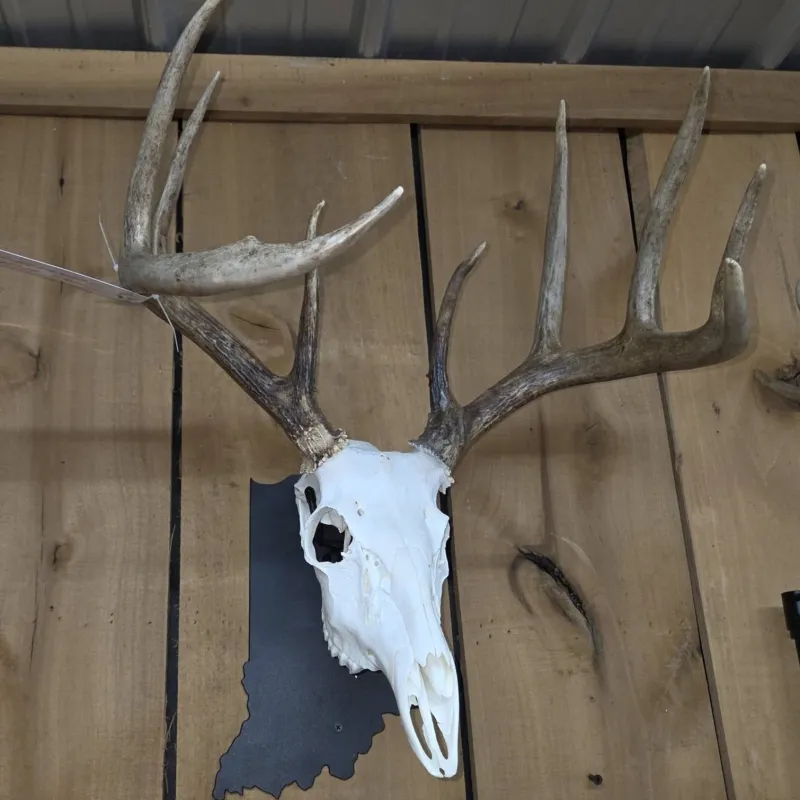 European skull mount on an Indiana-shaped plaque by Solsberry Deer Processing & Taxidermy