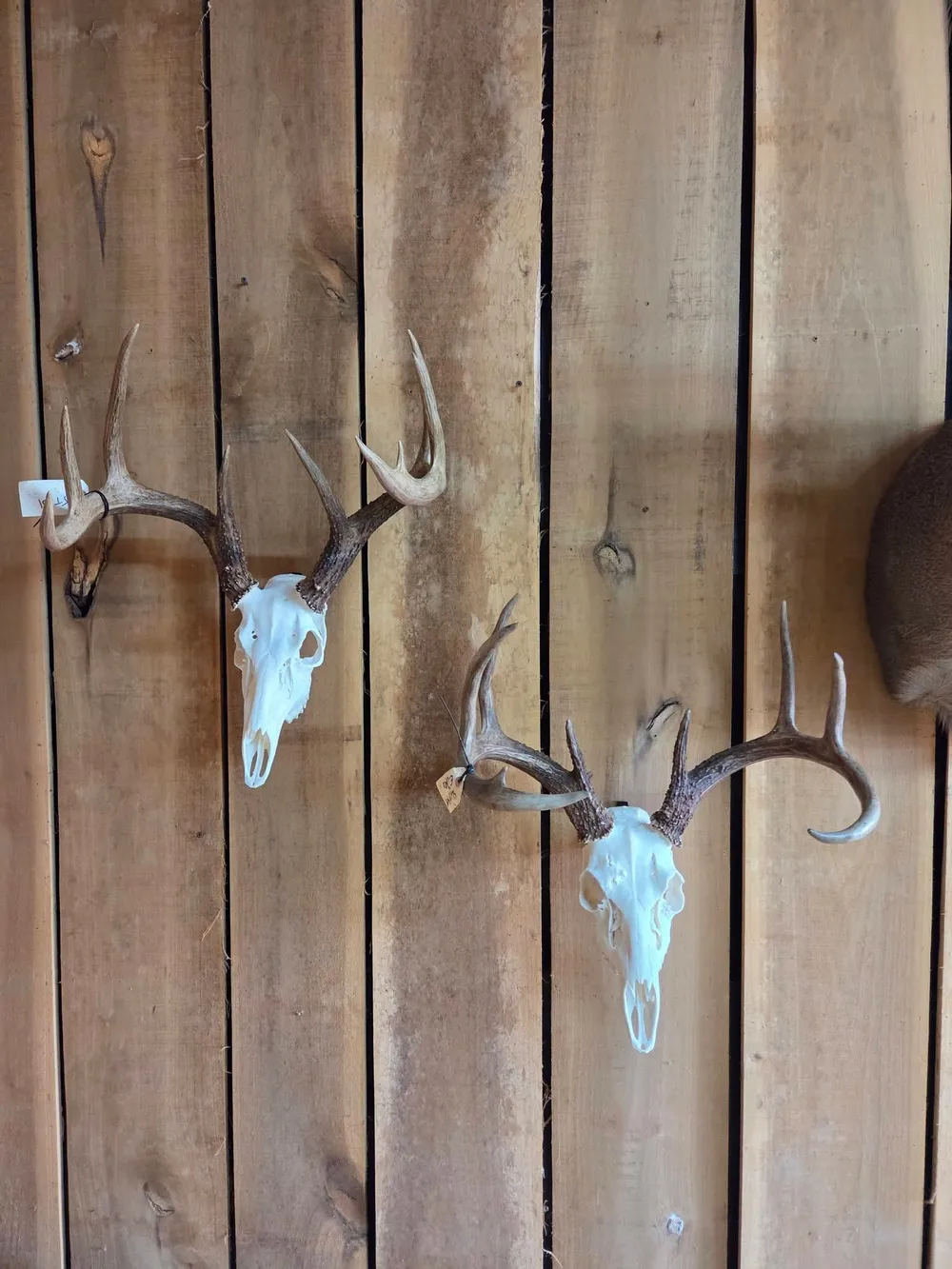 Two European skull mounts side by side on the showroom wall