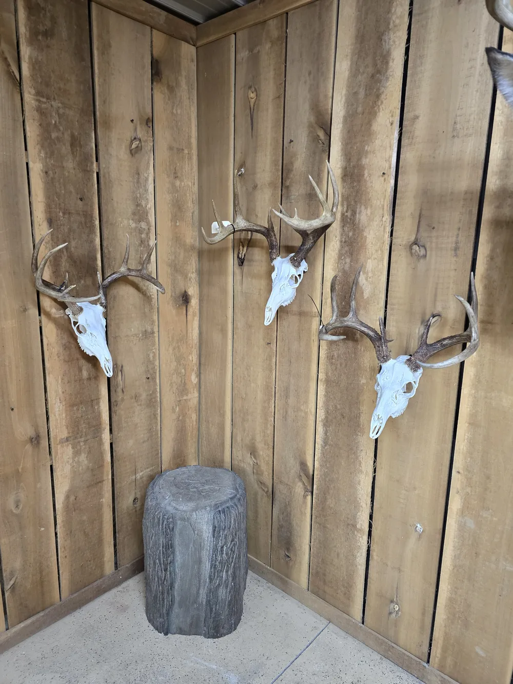 Three European skull mounts displayed in the showroom corner