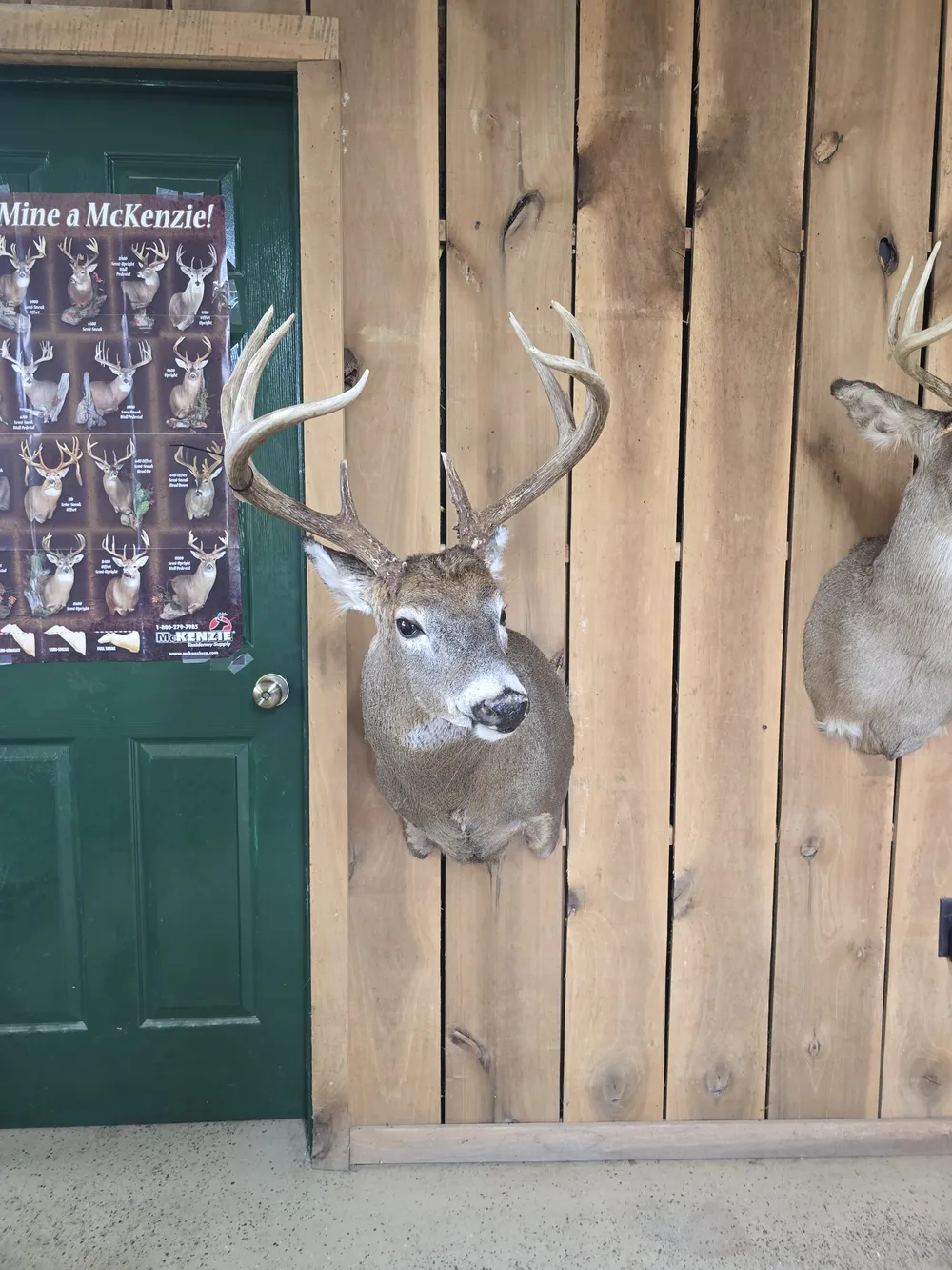Finished whitetail shoulder mount hanging beside the shop door