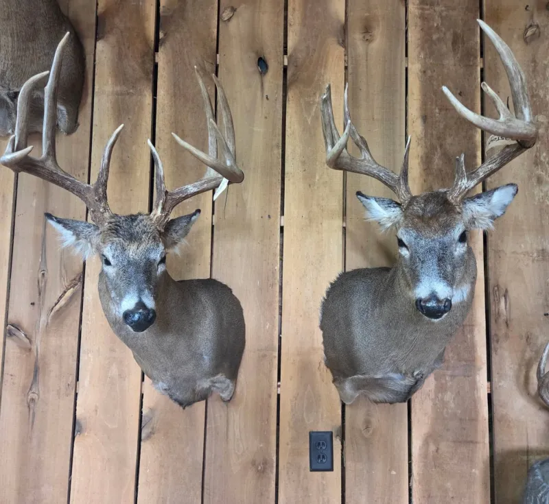 Two whitetail shoulder mounts by Solsberry Deer Processing & Taxidermy