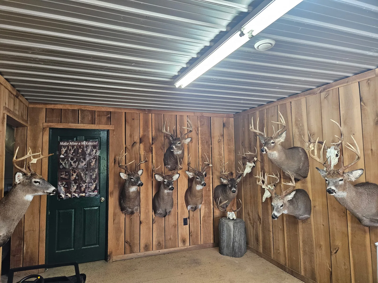 Showroom wall filled with finished whitetail shoulder mounts and European mounts at Solsberry Deer Processing & Taxidermy