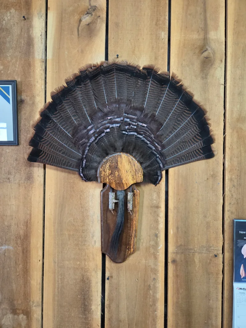Turkey fan mount with beard and spurs on a wood plaque by Solsberry Deer Processing & Taxidermy